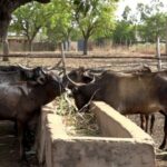 Bobo-Dioulasso : produire du fourrage face à la pénurie de pâturages