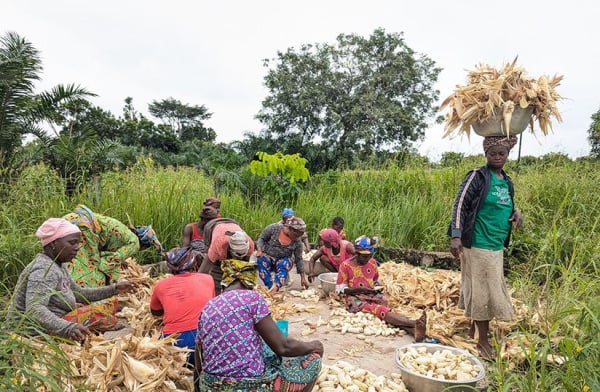 Togo : la production céréalière en hausse de 4,3 % pour 2026