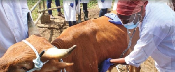 Sante animale en Afrique de l’Ouest : decisions a Lome