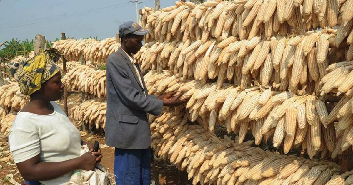 Burkina Faso : suspension des exportations de farine