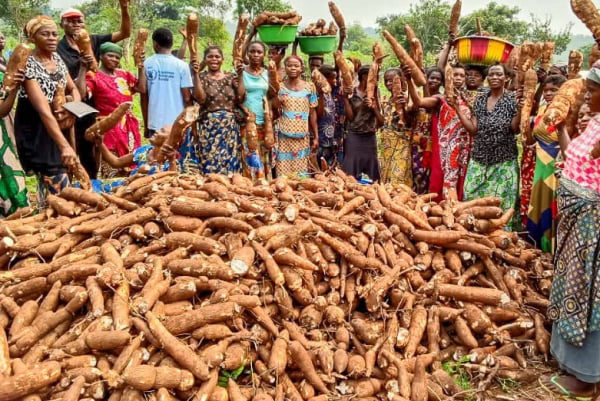 Manioc au Togo : visez 80 000 tonnes pour le Burkina Faso